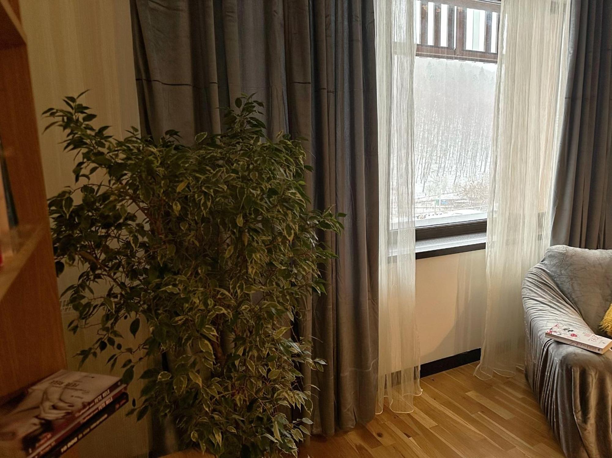Apartament “La Iepure” ブラショフ エクステリア 写真